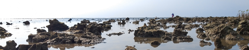 OYSTER REEF PROJECTS